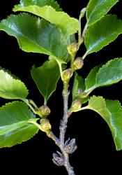 Nothofagus antarctica: a maturing branchlet of five female dichasia, each 3-flowered; two old, empty cupules from another season remaining on branch at bottom.
 Image: K.A. Ford © Landcare Research 2016 CC BY 3.0 NZ